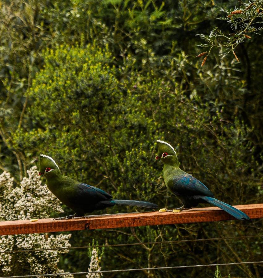 Forest Hill Wilderness Wildernis Exterior foto