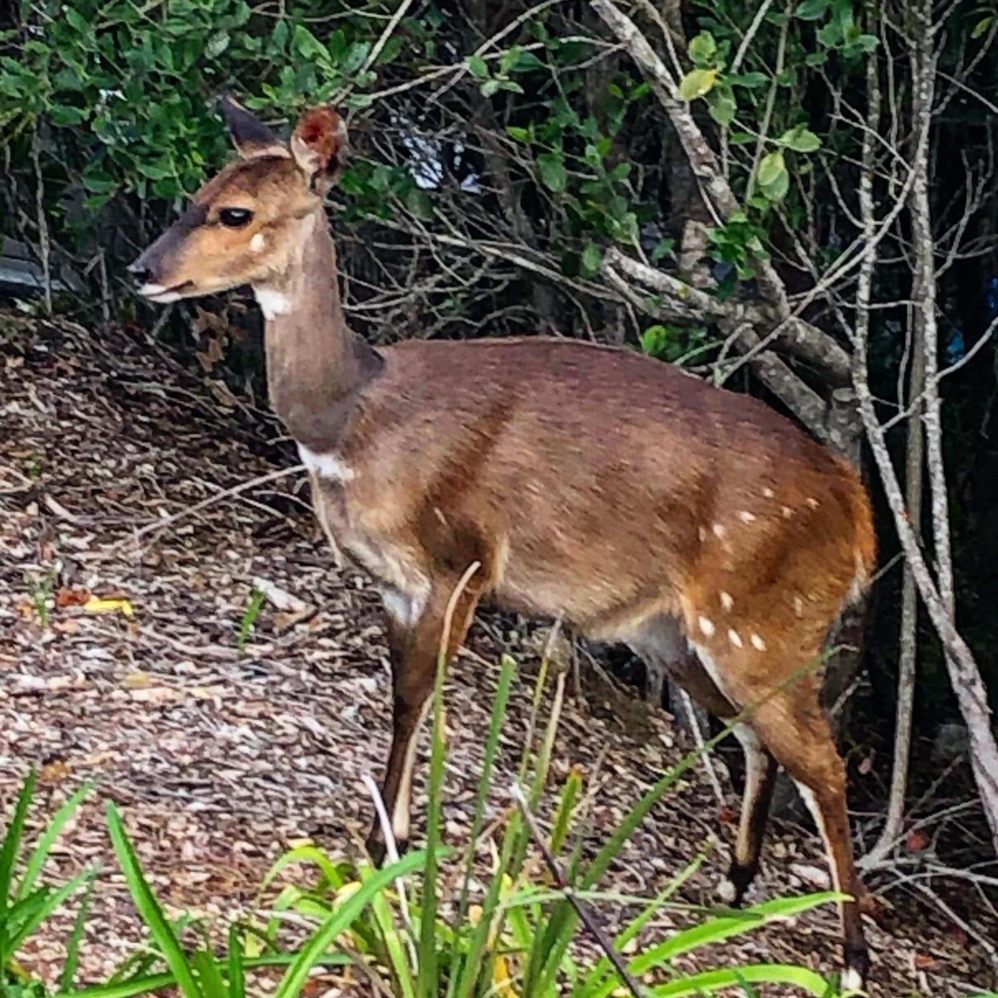 Forest Hill Wilderness Wildernis Exterior foto